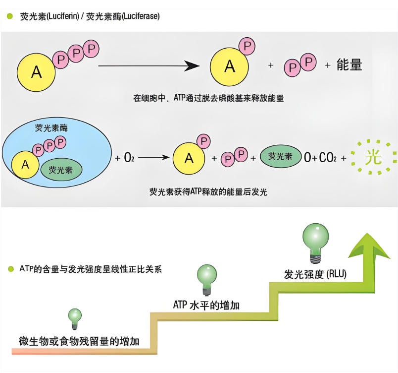 ATP+AMP的检测原理